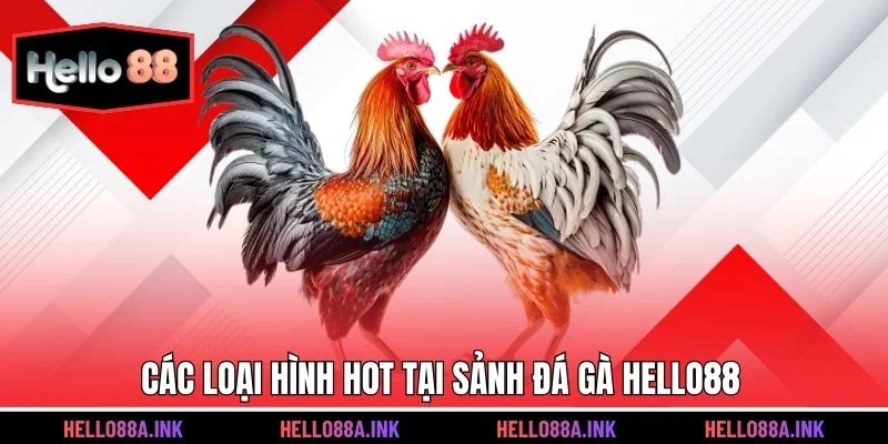 Các loại hình hot tại sảnh đá gà Hello88