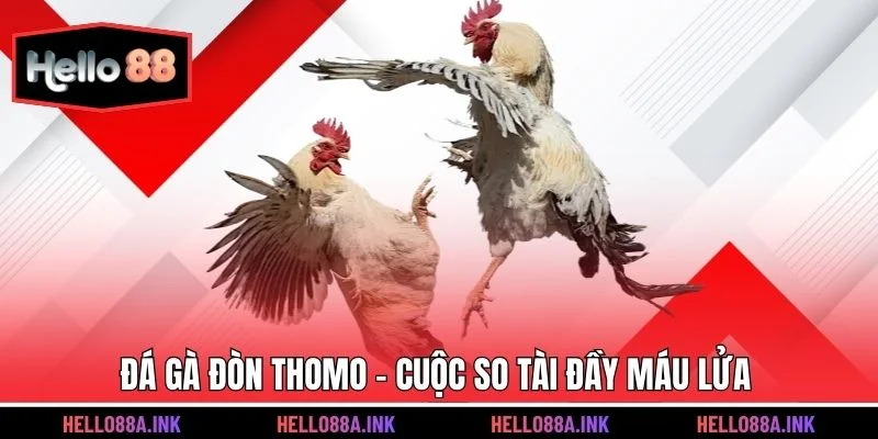 Đá gà đòn Thomo