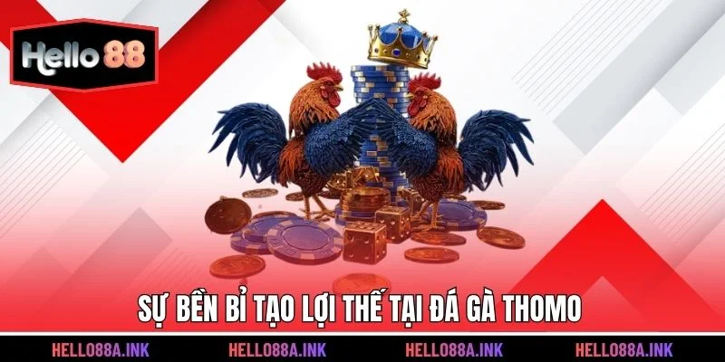 Bảng tỷ lệ gà đòn Thomo theo kèo đấu